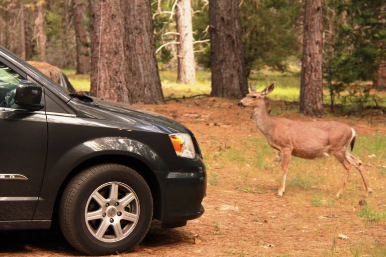 I Hit a Deer. Now What?