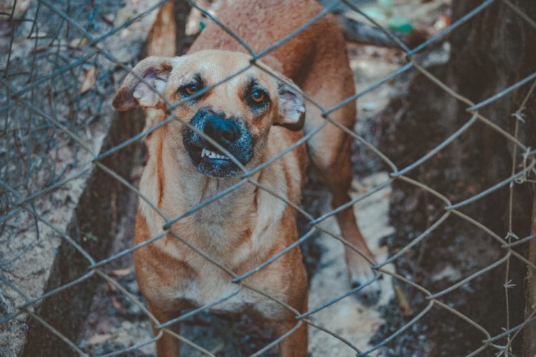 Tips for Dealing with an Aggressive Dog