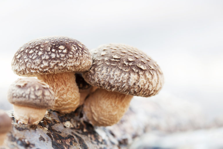 3 Tips for Incorporating Mushrooms into Your Cooking Routine