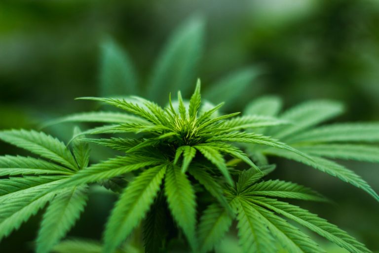The impact of marijuana during the course of pregnancy or breastfeeding