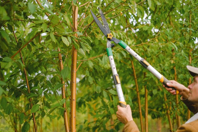 6 Differences Between Tree Pruning and Tree Trimming