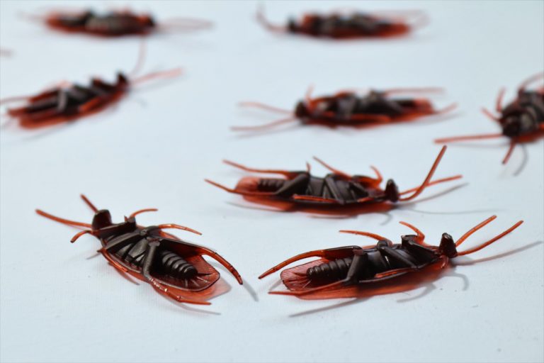 5 Common Pest Control Problems Found in the Fall
