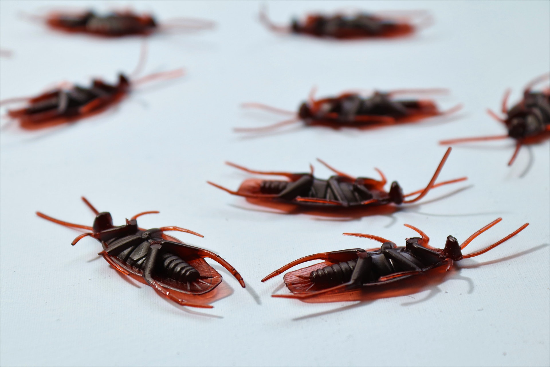 5 Common Pest Control Problems Found in the Fall
