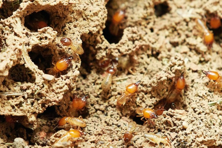 Termites in Las Vegas – What You Need to Know