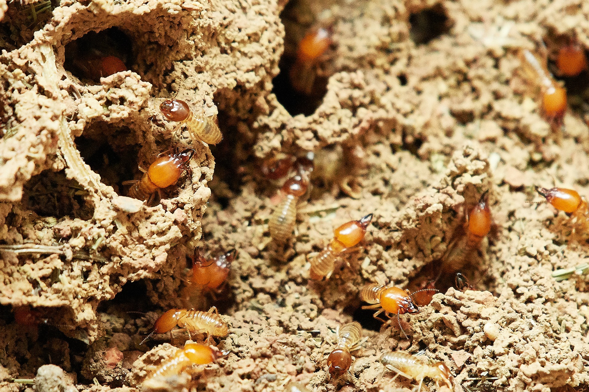 Termites in Las Vegas – What You Need to Know