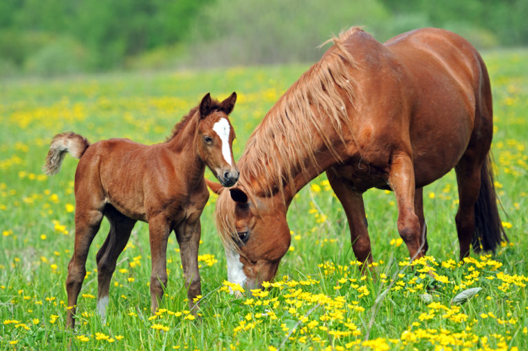 5 Tips for Choosing the Right Fencing for a Horse Pasture
