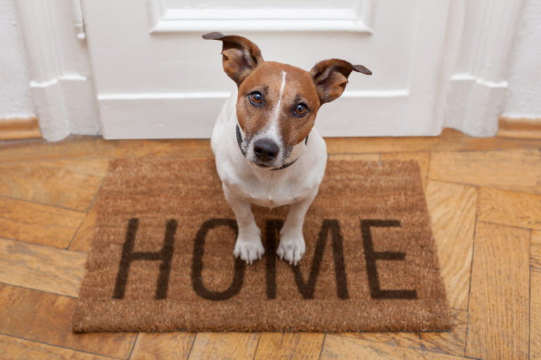 5 Important Reasons to Always Use a Licensed Breeder for Pets
