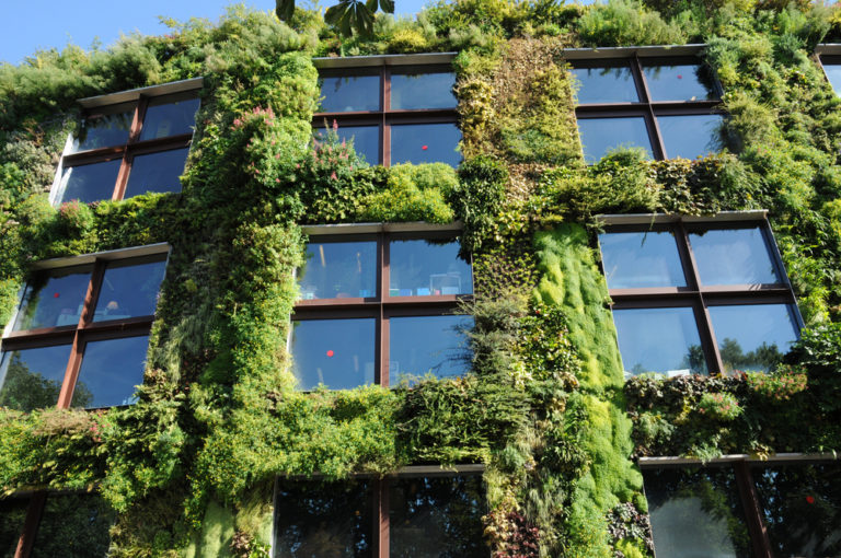 8 Must-Know Tips for Growing a Green Wall Garden