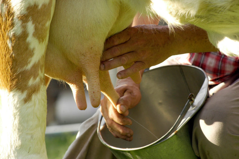 3 Reasons Why the Cow Milking Process Should Be Automated