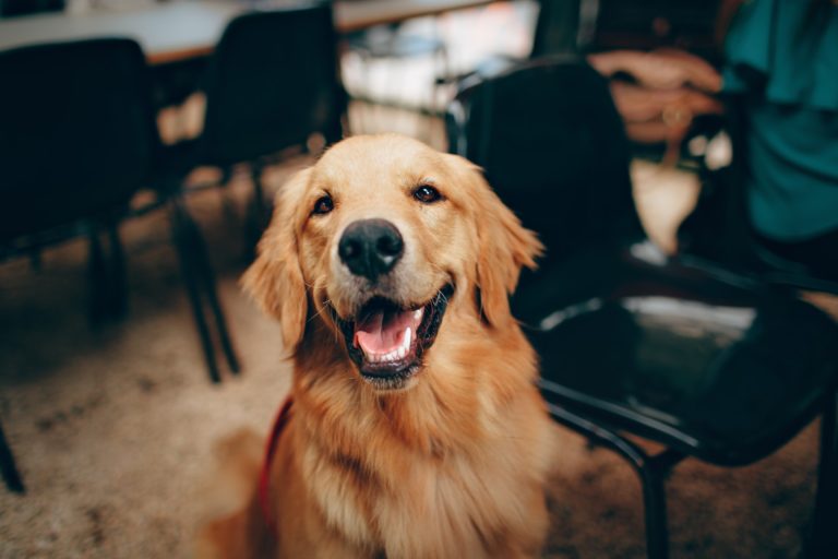 3 Crucial Steps to Take If Your Dog Shows Signs of Aggression