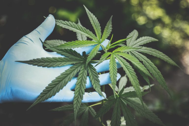 6 Major Health Benefits of Using Hemp Flowers