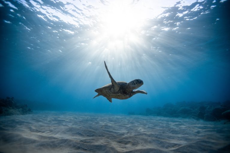 6 Benefits of Using a Small Submersible to Explore the Ocean