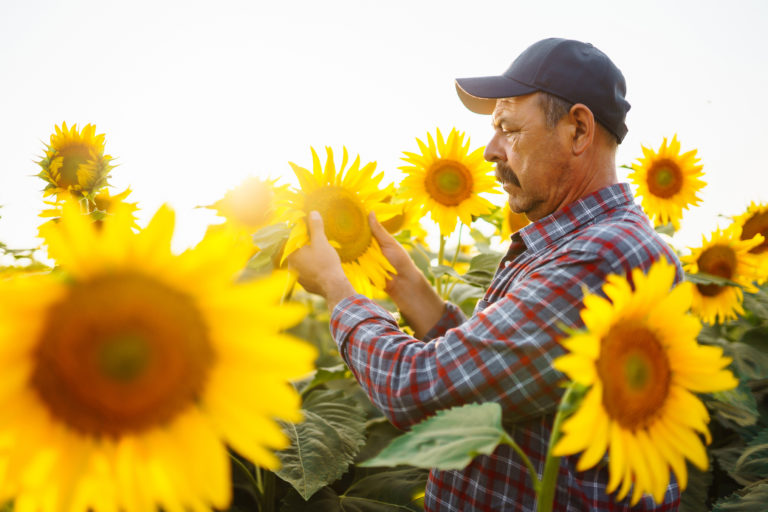 Can Some Plant Foods Be Dangerous for Flowers?