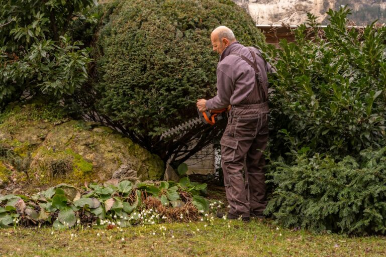 5 Vital Reasons to Have Trees Trimmed Before Spring Storms